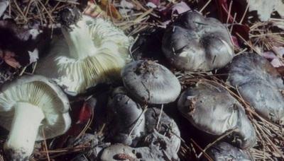 Edible autumn mushrooms