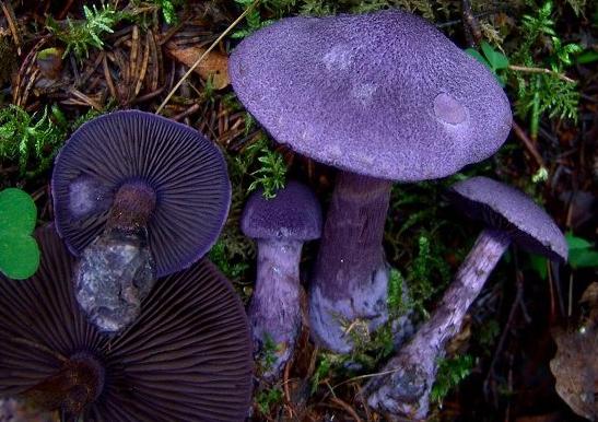 Паутинники съедобные фото грибы