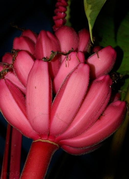 Розовый банан фото