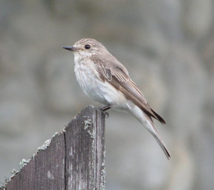 Gray flycatcher