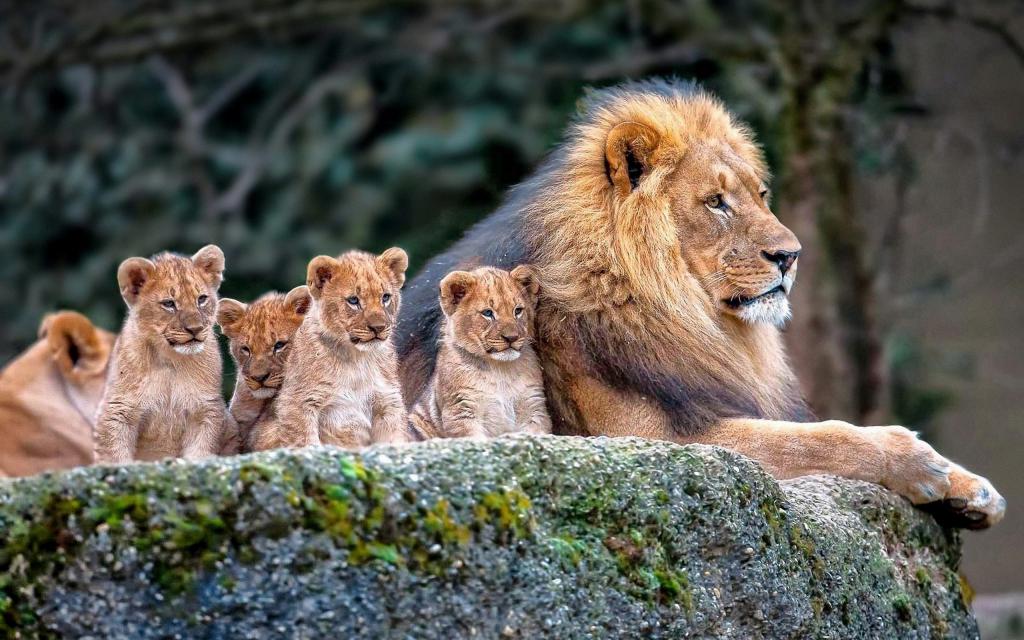 Лев с детенышами