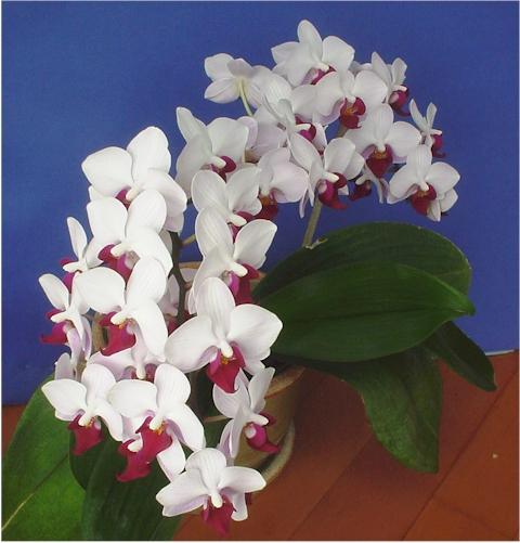 Февраль: Оптимальный режим полива и освещения для орхидеи в феврале