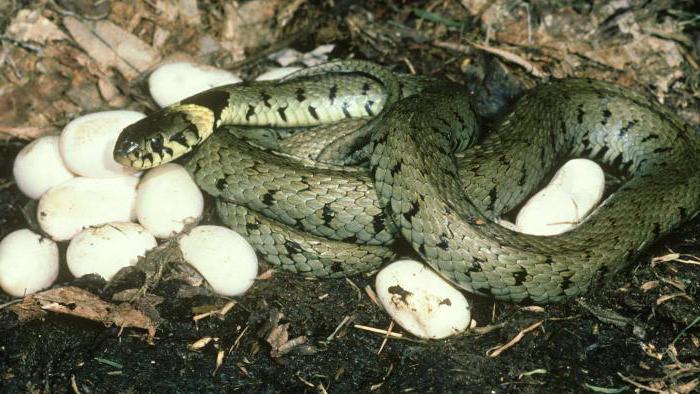 Как рожают змеи