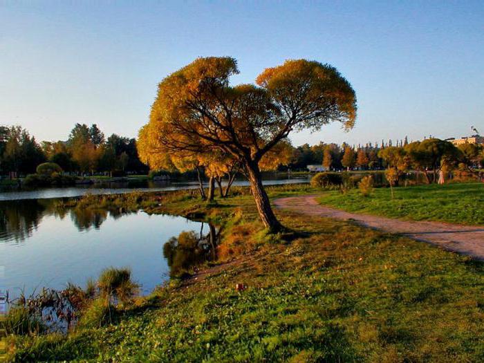 Polyustrovsky park pond cleaning