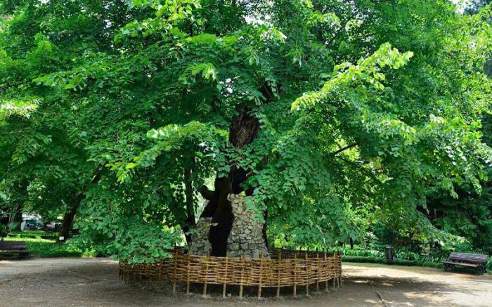 Sukhumi Botanical Garden Abkhazia