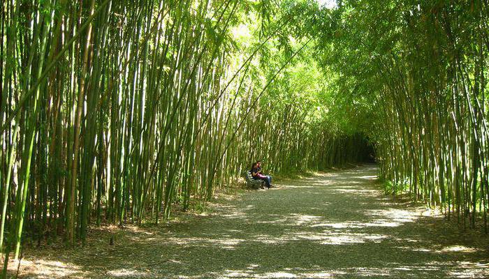 Sukhumi Botanical Garden ticket price