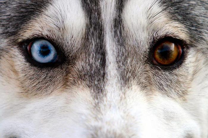 Husky with different eyes.