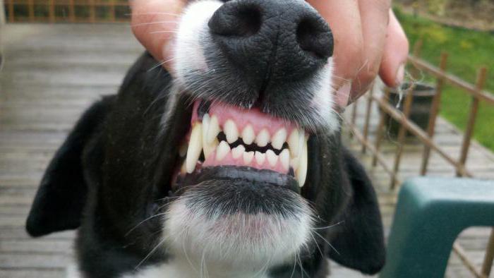 Почему у собаки пахнет изо рта