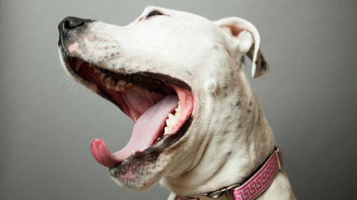 Почему пахнет изо рта у собаки