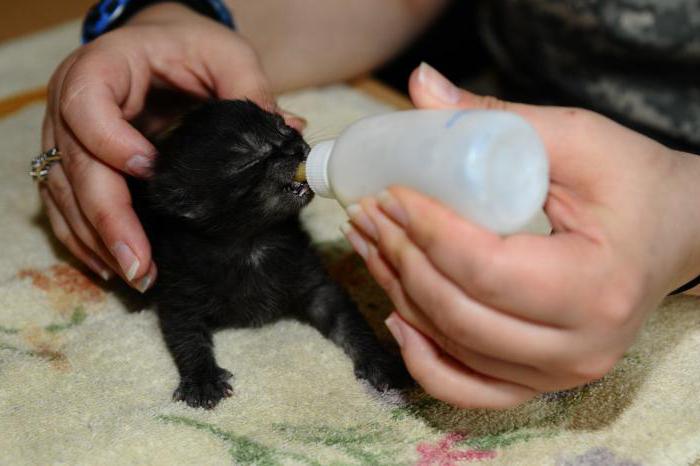 Is it possible to give milk to a lop-eared kitten?