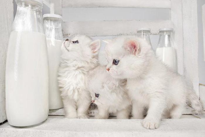 Can a kitten be given milk