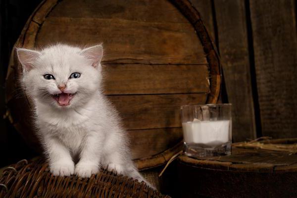 Is it possible to give milk to a monthly kitten?