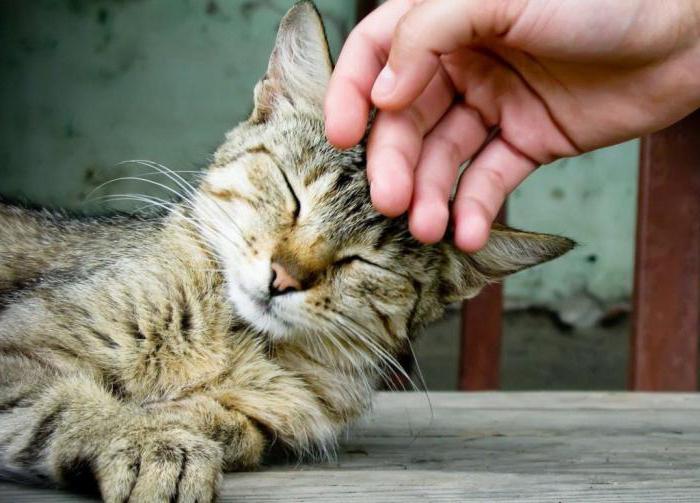 Кошки лечат людей