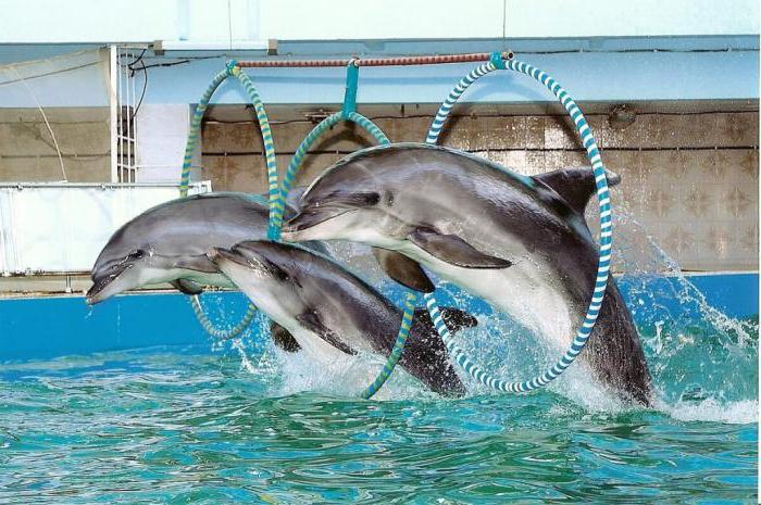 Расписание работы евпаторийского дельфинария