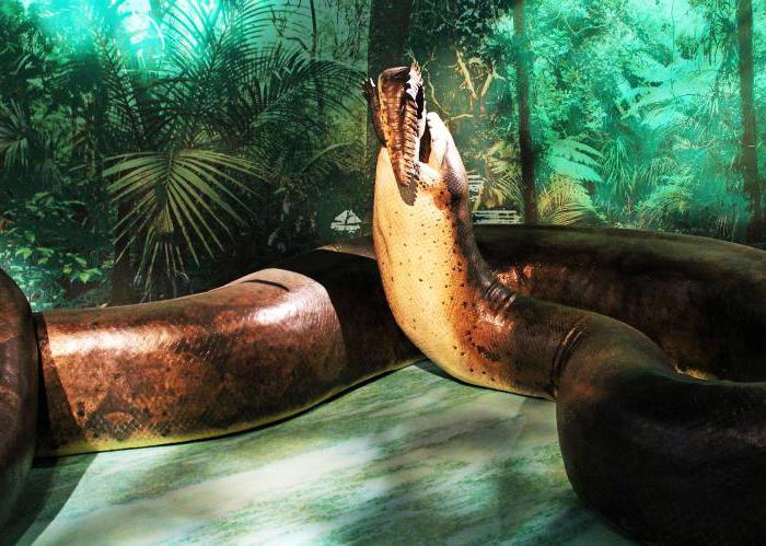 Titanoboa is an extinct snake species.