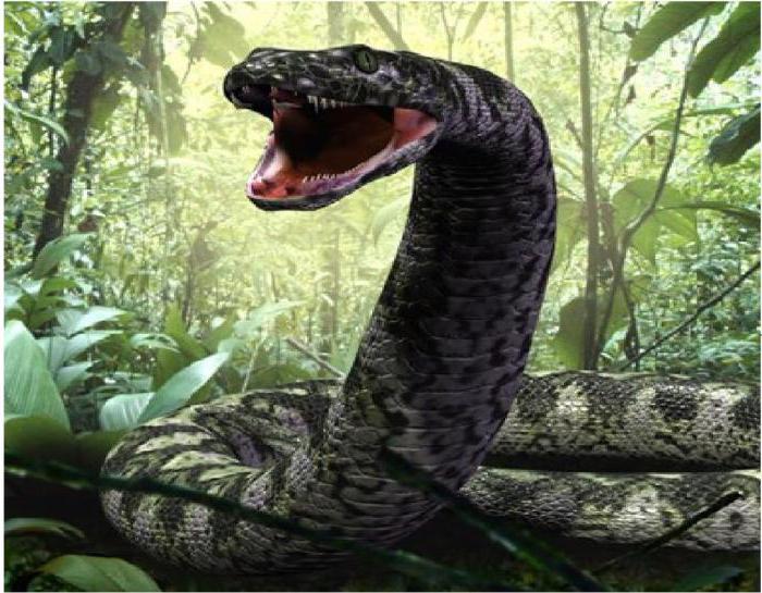 Photo titanoboa snakes