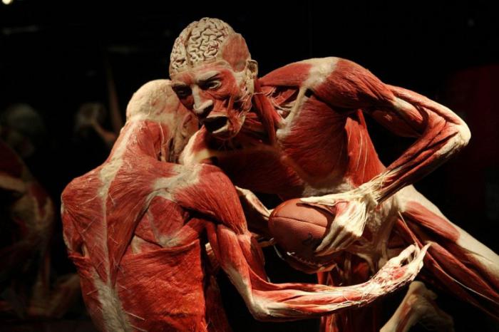 Exhibition of human bodies in Minsk reviews