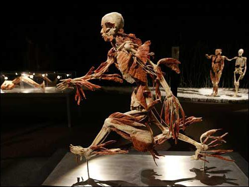 Human Body Anatomy Exhibition Minsk