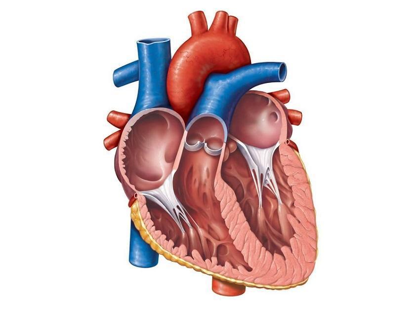 Heart structure