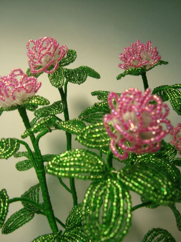 Нежно-розовые цветы клевера