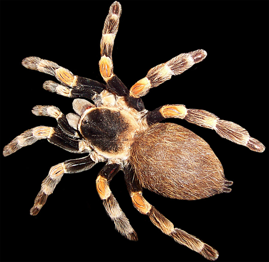 Пушистый большой паук с толстыми лапками