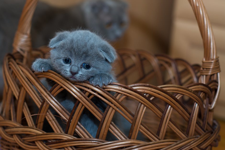 серый котенок в корзине
