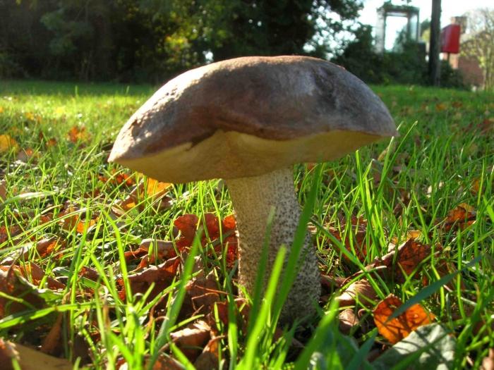 виды белых грибов