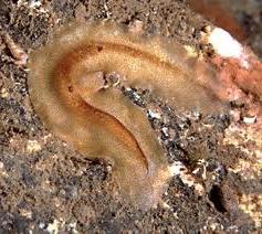 Type flatworms