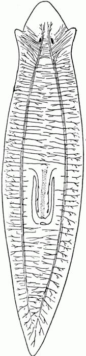 нервная система плоских червей