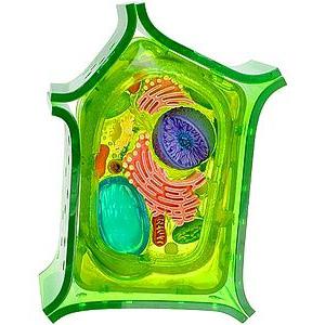 растительная клетка