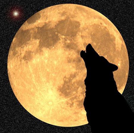 почему волки воют на луну