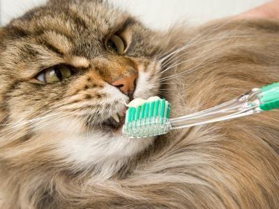 brushing teeth in cats