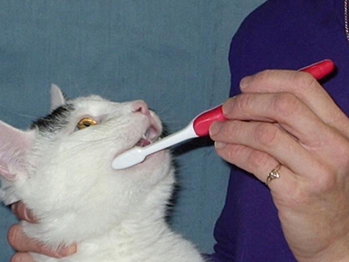 how many teeth do cats have