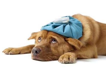 diarrhea in a dog what to do