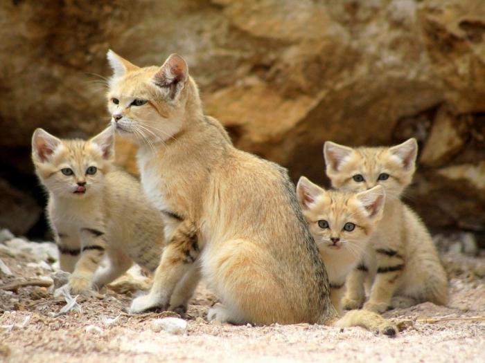 sand cat Price