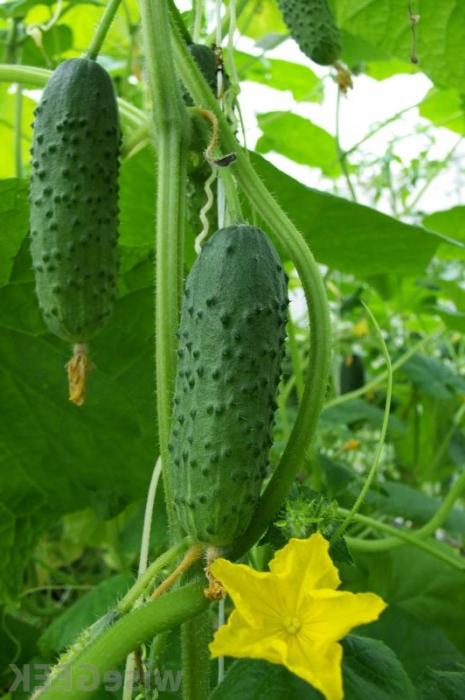 why cucumbers are bitter