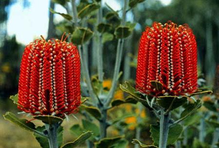 редкие растения австралии