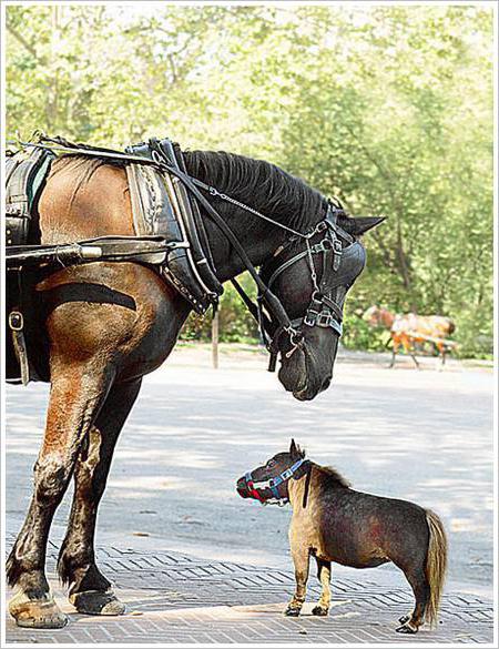 photo of the smallest horse