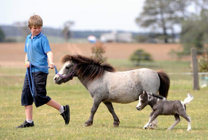 the smallest horse