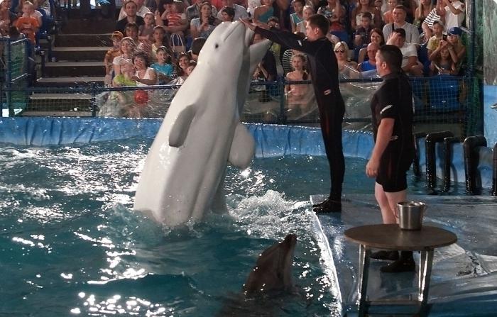 Dolphinarium in Chelyabinsk