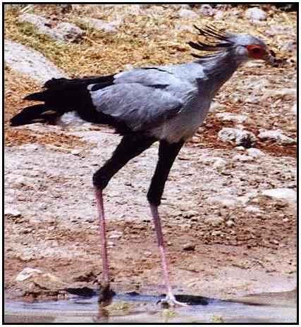 secretary at a watering place