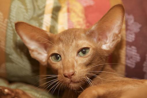 oriental shorthair cat