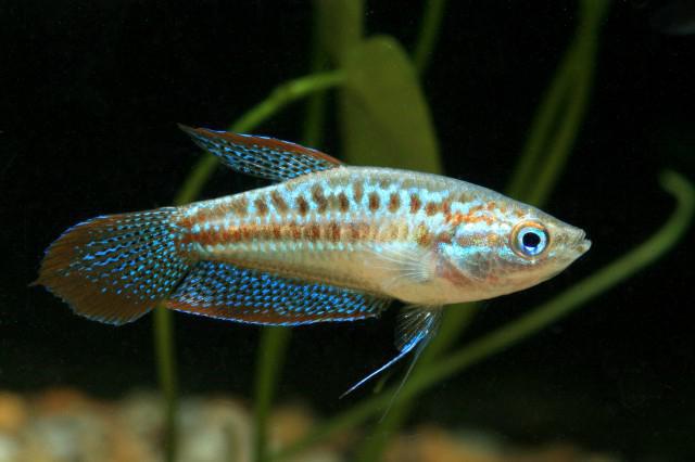 gourami pygmy dummy