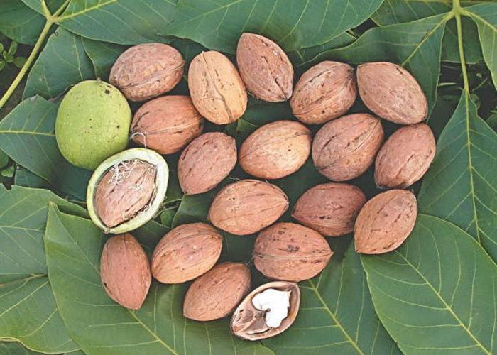 large walnut varieties