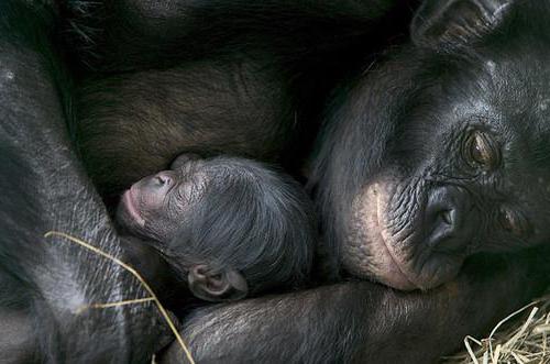 the most intelligent bonobo monkey in the world