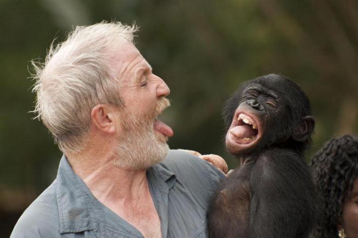 обезьяна бонобо