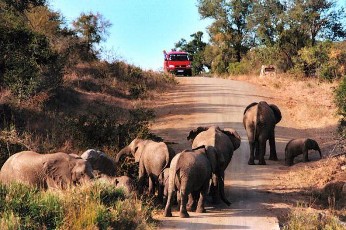 kruger national park