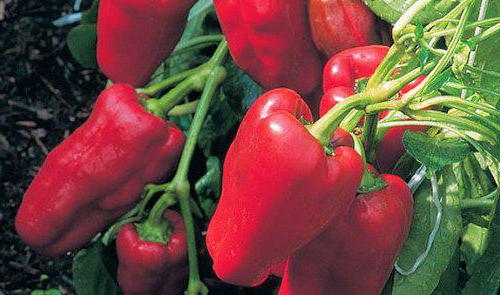 early varieties of sweet pepper for open ground