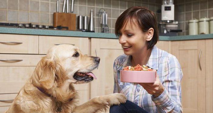 food balance for dogs