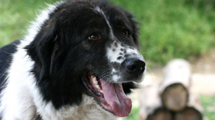 каракачанская собака болгарская овчарка